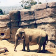 CW_elephant